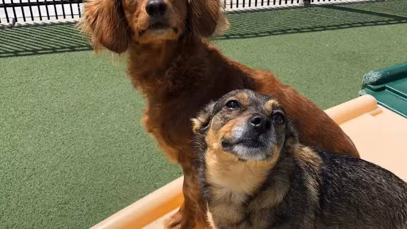 All American Pet Resorts Rochester Hills - Rochester Hills,