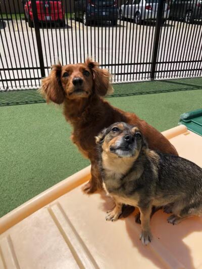 All American Pet Resorts Rochester Hills - Rochester Hills,