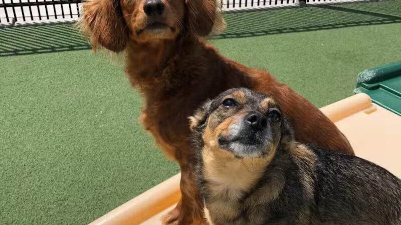 All American Pet Resorts Rochester Hills - Rochester Hills,