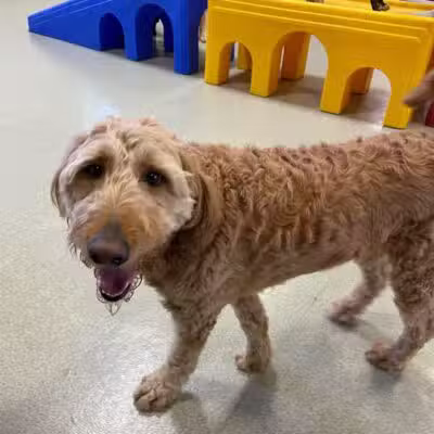 All American Pet Resorts Rochester Hills - Rochester Hills,
