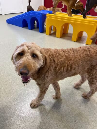 All American Pet Resorts Rochester Hills - Rochester Hills,