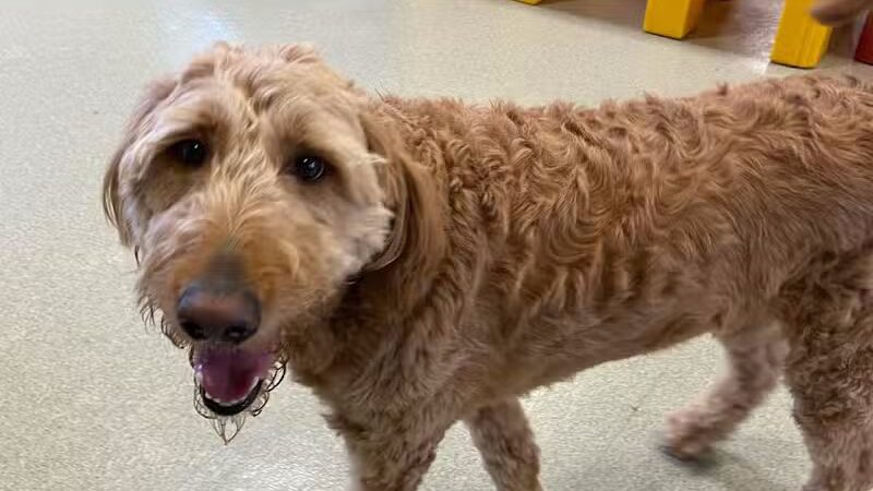 All American Pet Resorts Rochester Hills - Rochester Hills,