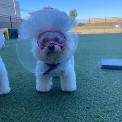 All American Pet Resorts Rochester Hills - Rochester Hills,