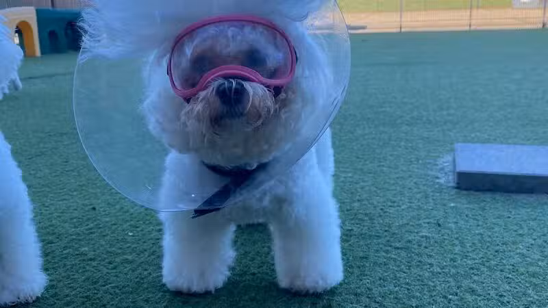 All American Pet Resorts Rochester Hills - Rochester Hills,