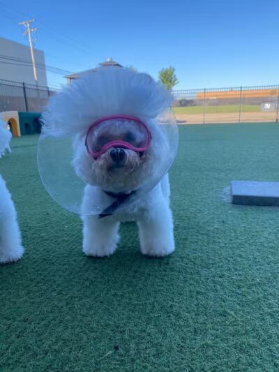 All American Pet Resorts Rochester Hills - Rochester Hills,