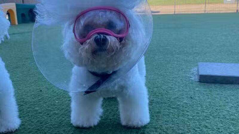 All American Pet Resorts Rochester Hills - Rochester Hills,