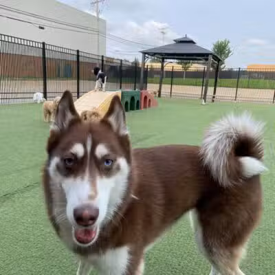 All American Pet Resorts Rochester Hills - Rochester Hills,