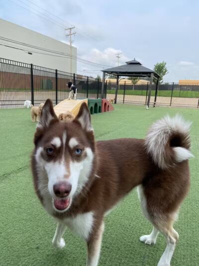 All American Pet Resorts Rochester Hills - Rochester Hills,