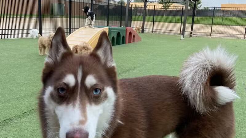 All American Pet Resorts Rochester Hills - Rochester Hills,