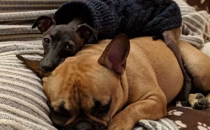 All American Pet Resorts Rochester Hills - Rochester Hills,