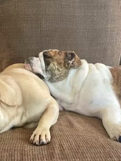 All American Pet Resorts Rochester Hills - Rochester Hills,