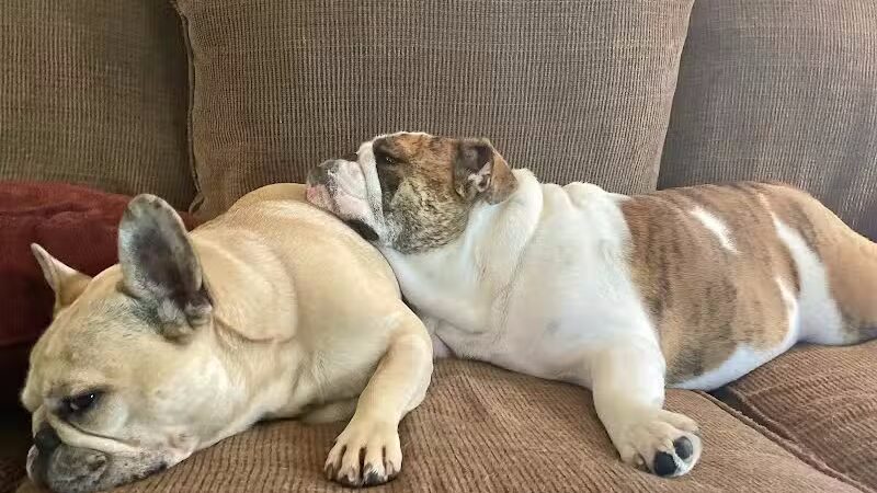 All American Pet Resorts Rochester Hills - Rochester Hills,