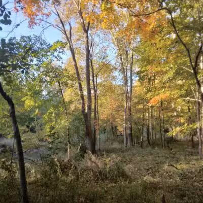 Avon Nature Area - Rochester Hills,