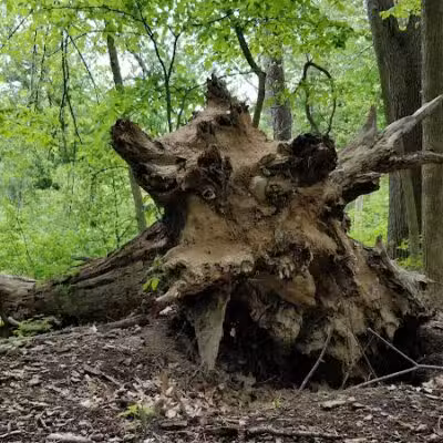 Avon Nature Area - Rochester Hills,