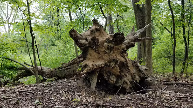 Avon Nature Area - Rochester Hills,