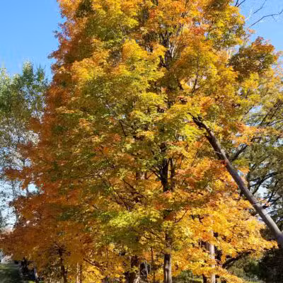 Avon Nature Area - Rochester Hills,