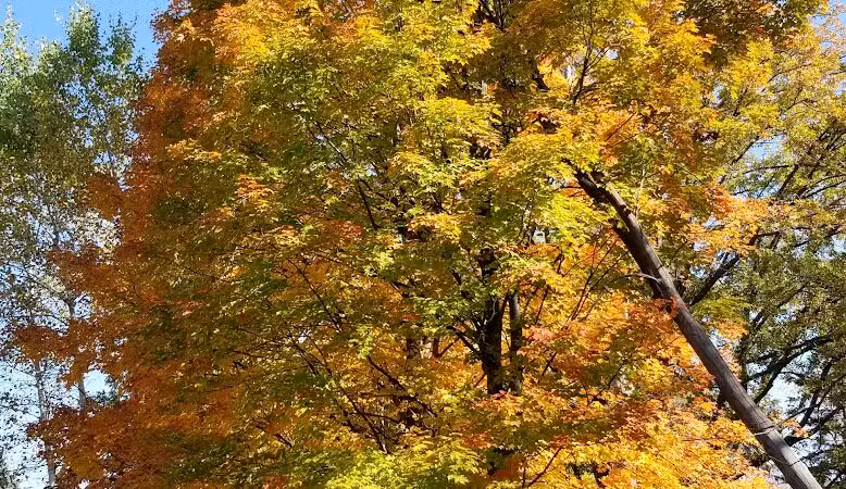Avon Nature Area - Rochester Hills,