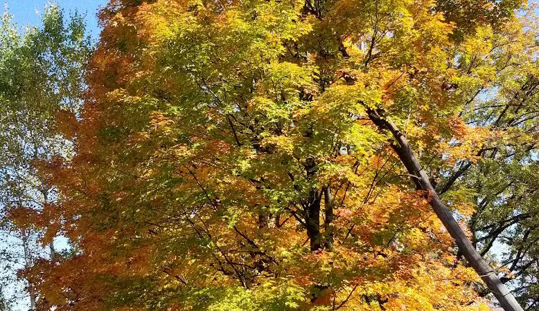 Avon Nature Area - Rochester Hills,