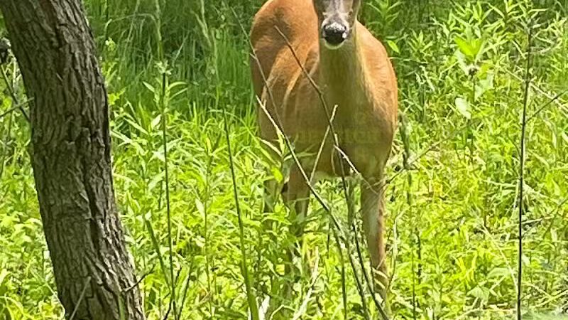 Highlands Sensory Trailhead - Rochester Hills,