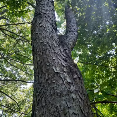 Highlands Sensory Trailhead - Rochester Hills,