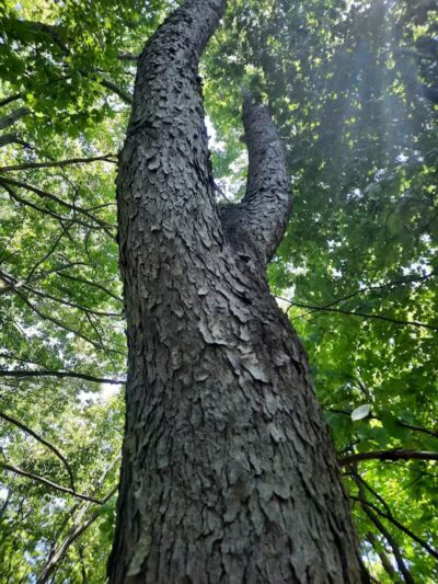 Highlands Sensory Trailhead - Rochester Hills,