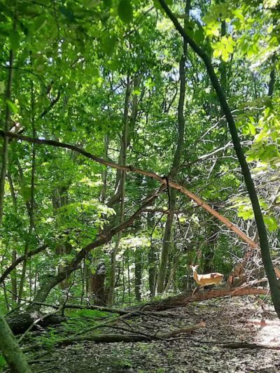 Highlands Sensory Trailhead - Rochester Hills,