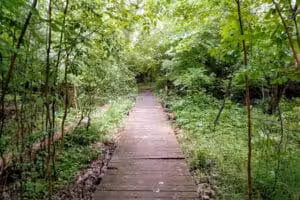 Avon Nature Area - Rochester Hills,