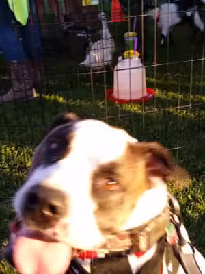 Borden Park - Rochester Hills,