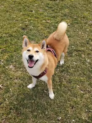 Thelma Spencer Park - Rochester Hills,