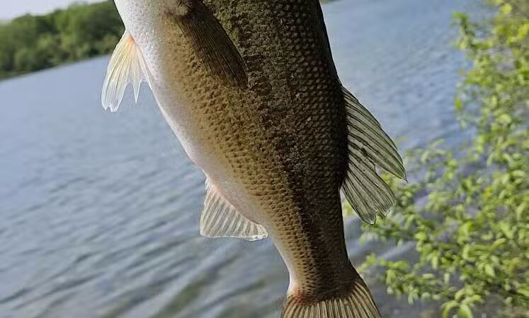 Spencer Park and Beach - Rochester Hills,