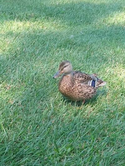 Thelma Spencer Park - Rochester Hills,