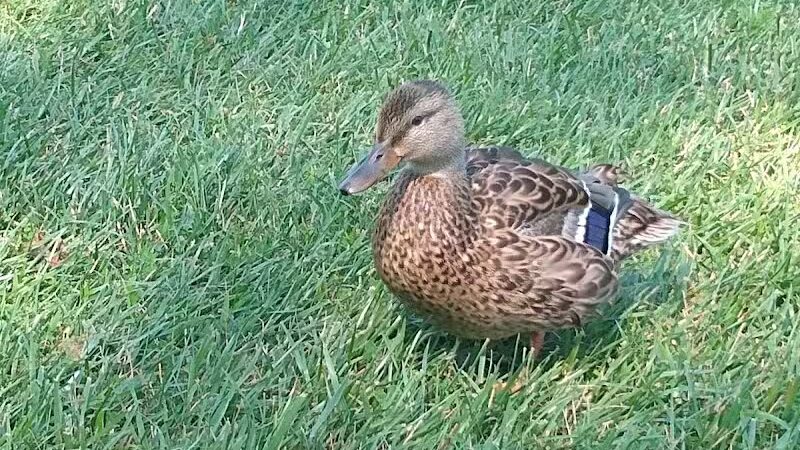 Thelma Spencer Park - Rochester Hills,