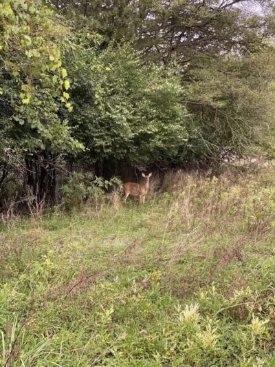 Letica Drive Trailhead - Rochester,