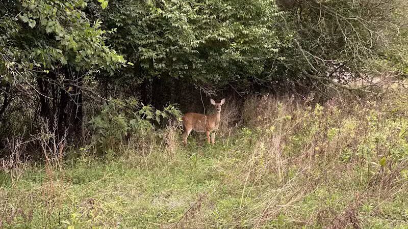 Letica Drive Trailhead - Rochester,