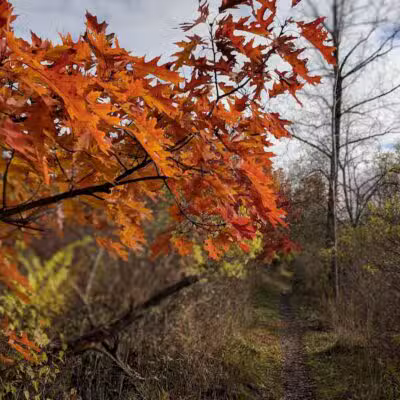Letica Drive Trailhead - Rochester,