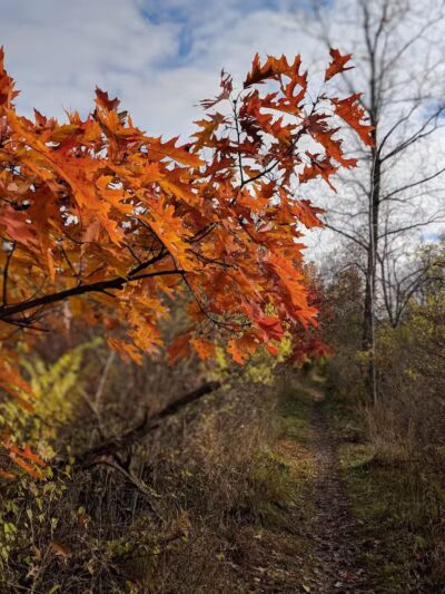 Letica Drive Trailhead - Rochester,
