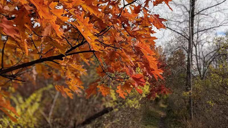 Letica Drive Trailhead - Rochester,