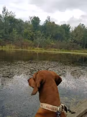 Bear Creek Nature Park - Rochester, MI