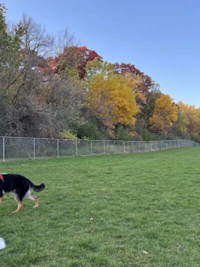 River Road Dog Park - Rochester, MN