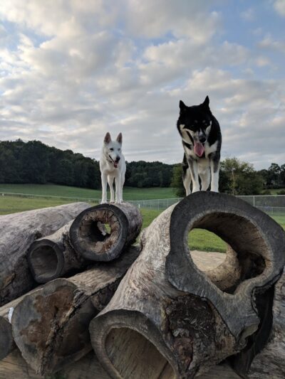 River Road Dog Park - Rochester, MN