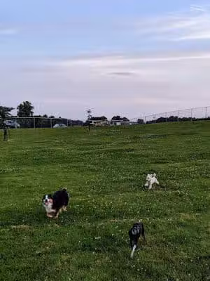 River Road Dog Park - Rochester, MN