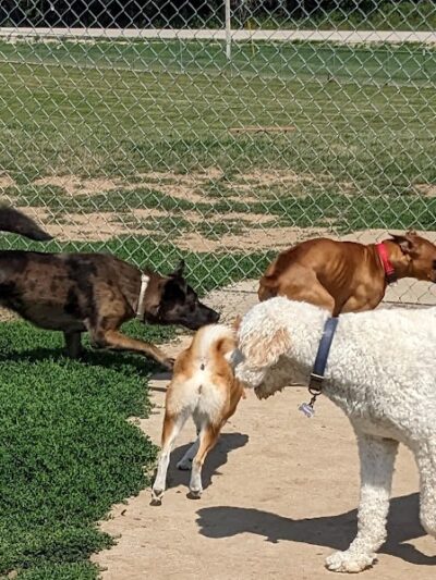 River Road Dog Park - Rochester, MN