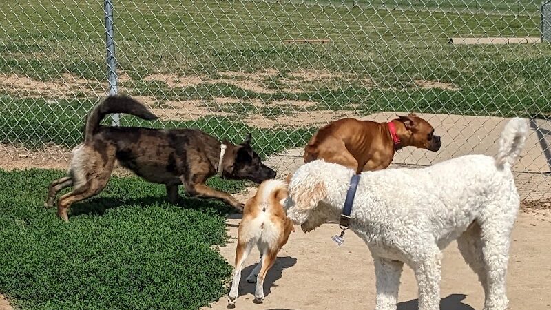 River Road Dog Park - Rochester, MN