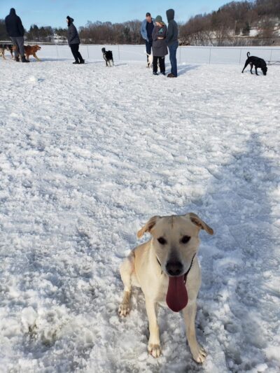 River Road Dog Park - Rochester, MN