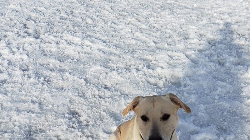 River Road Dog Park - Rochester, MN