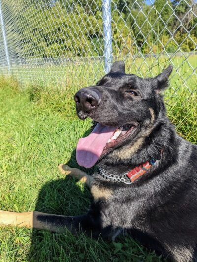 River Road Dog Park - Rochester, MN