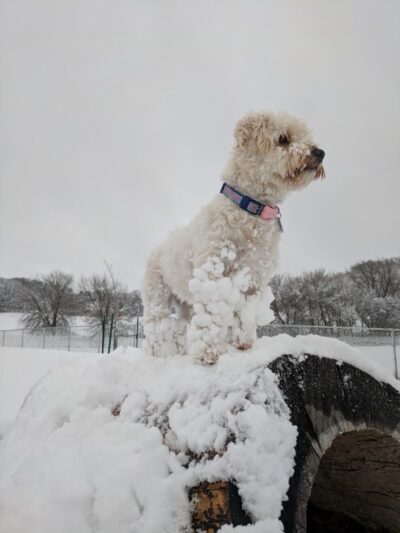 River Road Dog Park - Rochester, MN