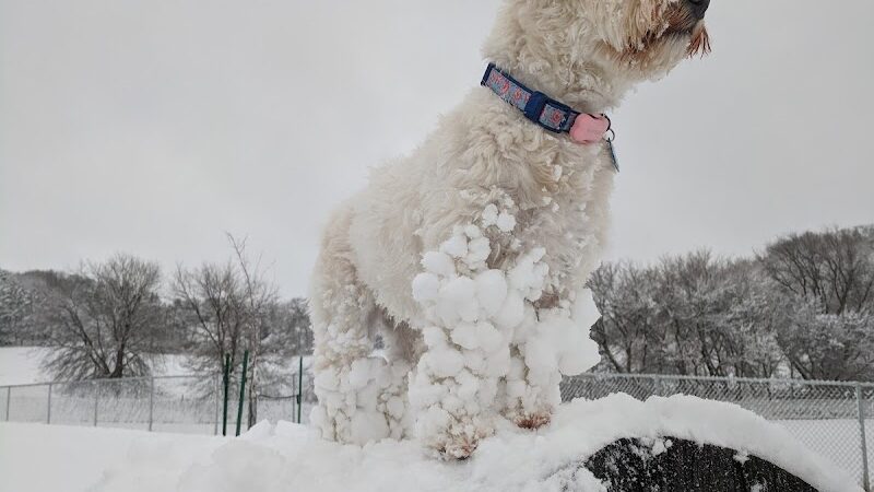 River Road Dog Park - Rochester, MN