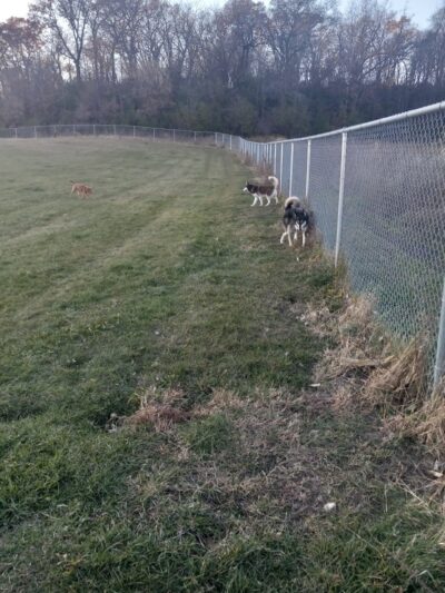 Rochester Dog Park - North - Rochester, MN