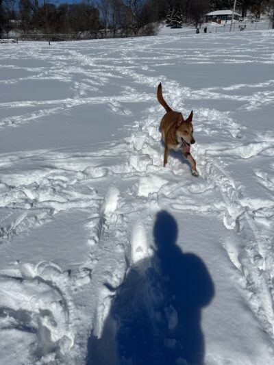 Rochester Dog Park - North - Rochester, MN